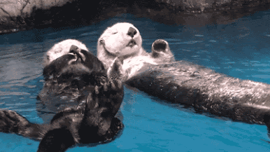 2 otters hug in water
