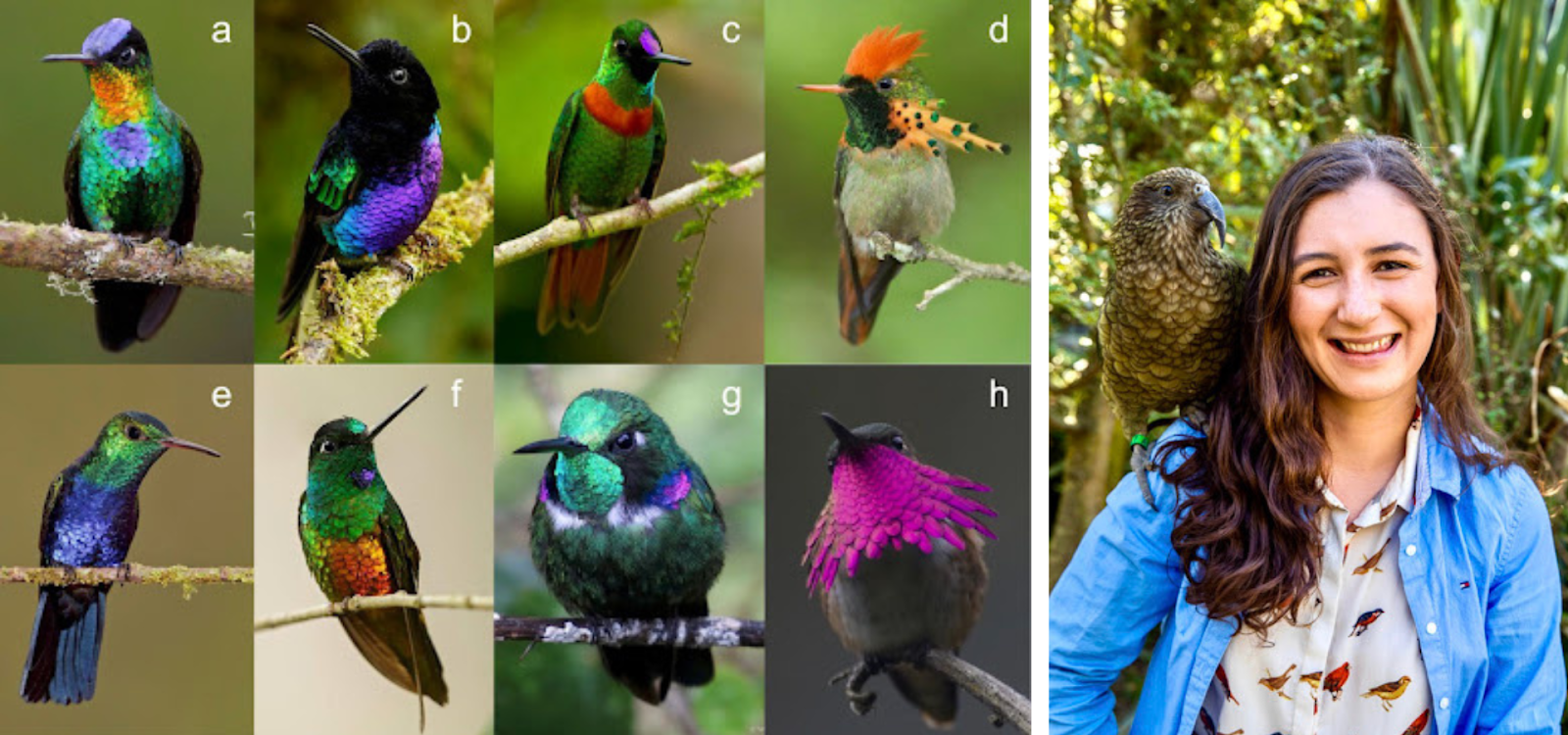 Left: Photos labeled “a” through “h” of hummingbird males of eight species. Credits: a-f: Glenn Bartley, g: Wilmer Quiceno, h: John Cahill. Right: Photo: Gabriela Venable. Credit: courtesy of Gabriela Venable