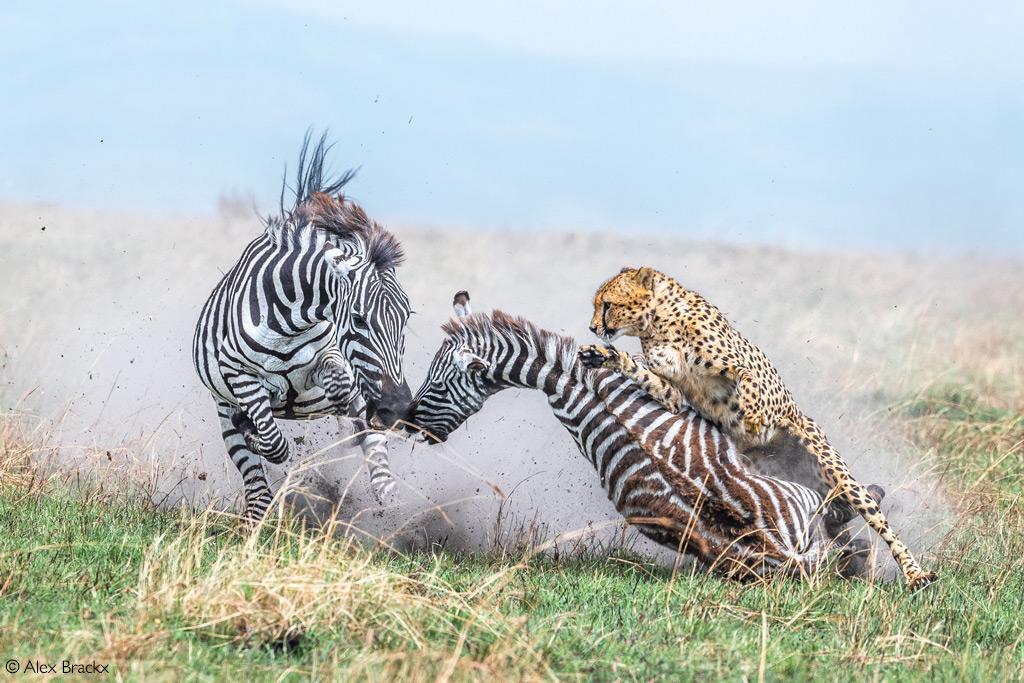 ATTA :: Africa Geographic announce Photographer of the Year 2022 winners