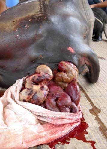 Una búfala con prolapso intestinal después de la ruptura uterina durante el parto.