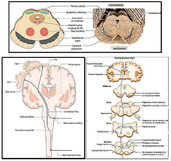 Transverse Section of the Midbrain 