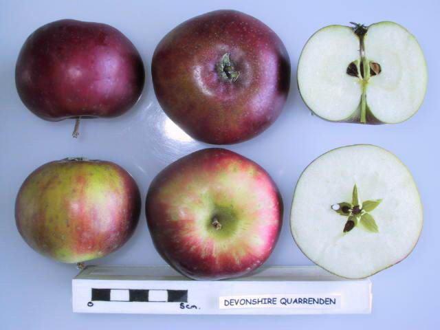http://www.nationalfruitcollection.org.uk/images/apple/GBR030_1957189_FRS_NFC2009A_1.jpg