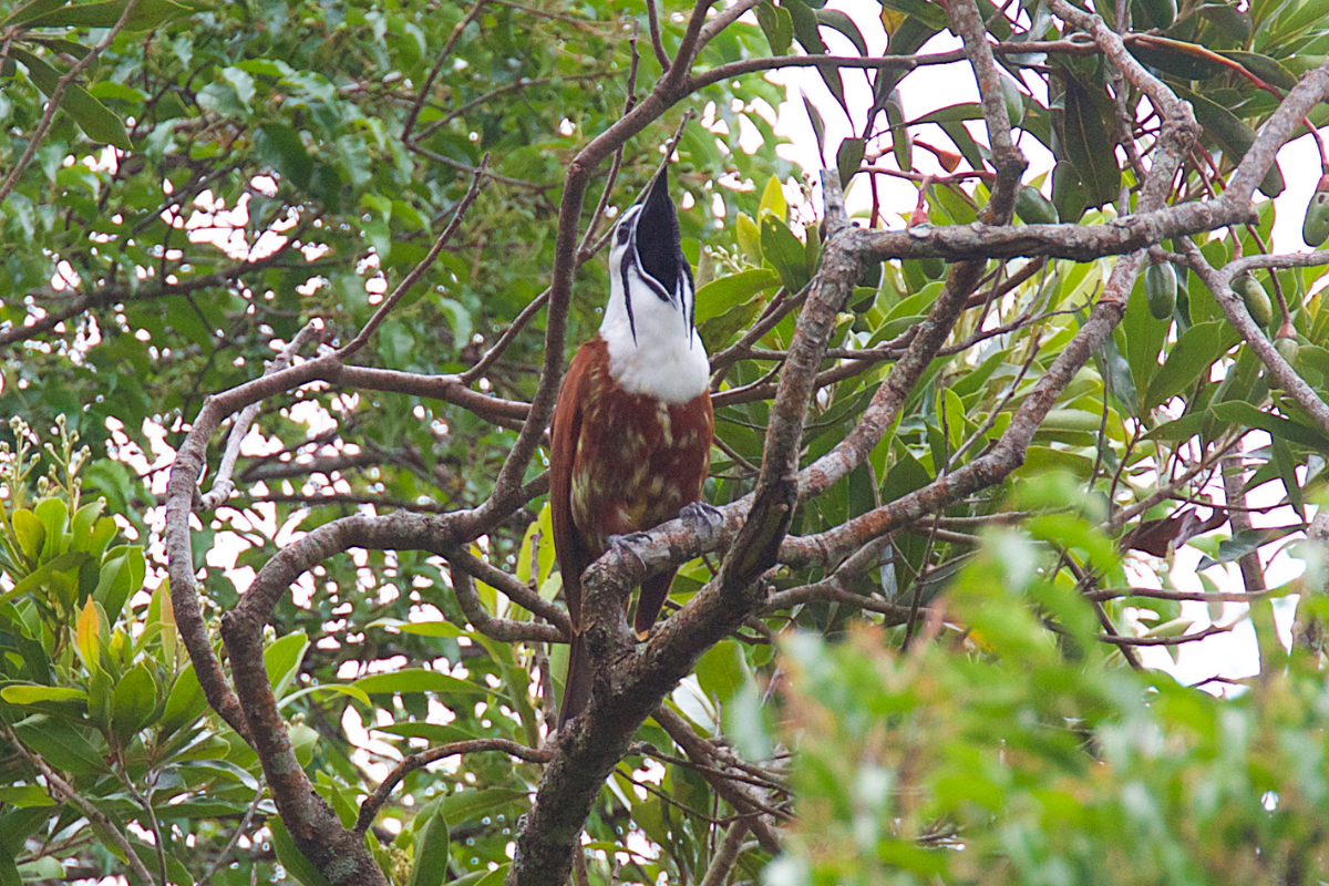 Bellbird on an Ocotea Tree, Monteverde, Costa Rica