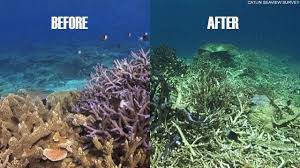 Australia given another year to act on Great Barrier Reef (With ...