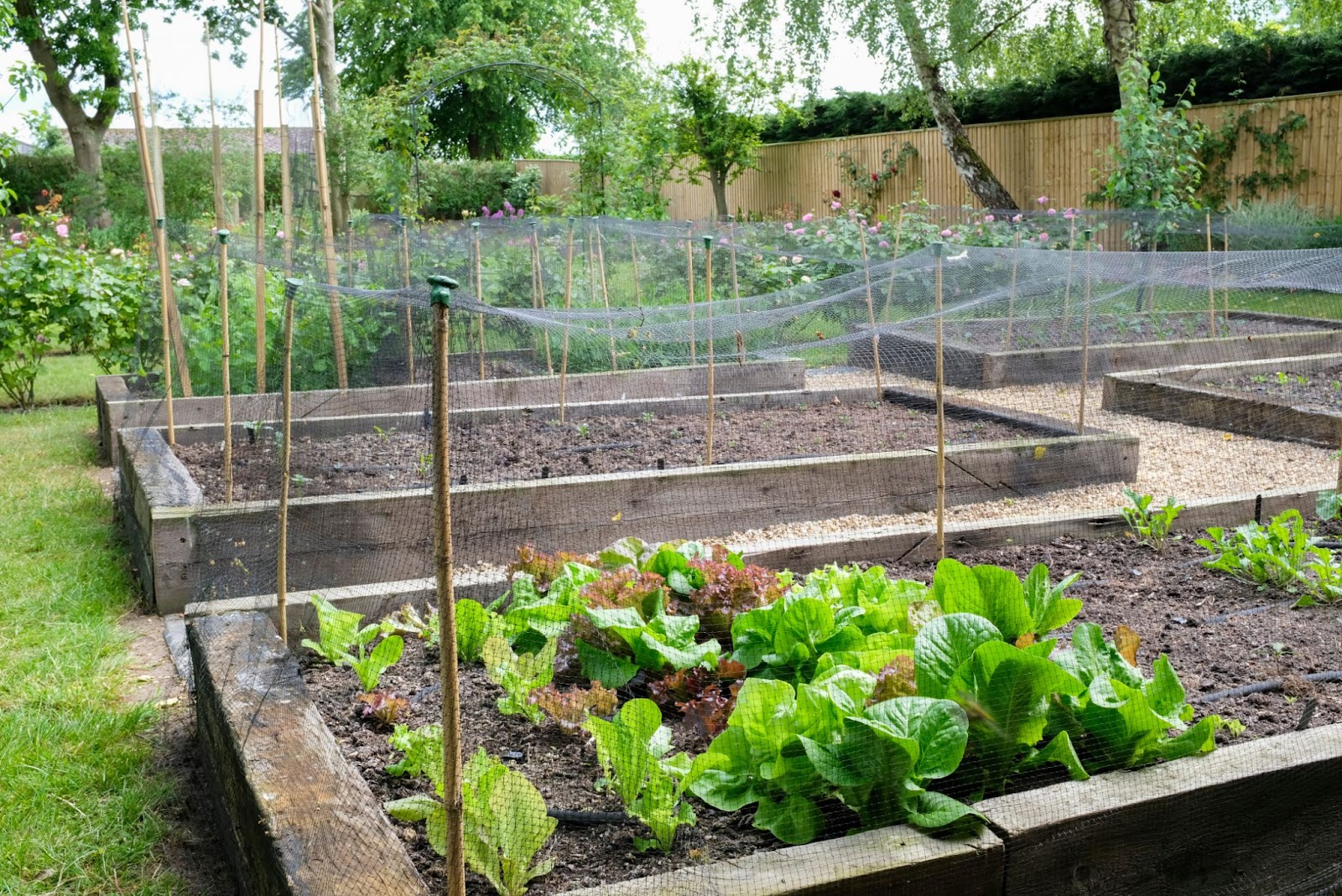Netting over a number of vegetable patches in a garden