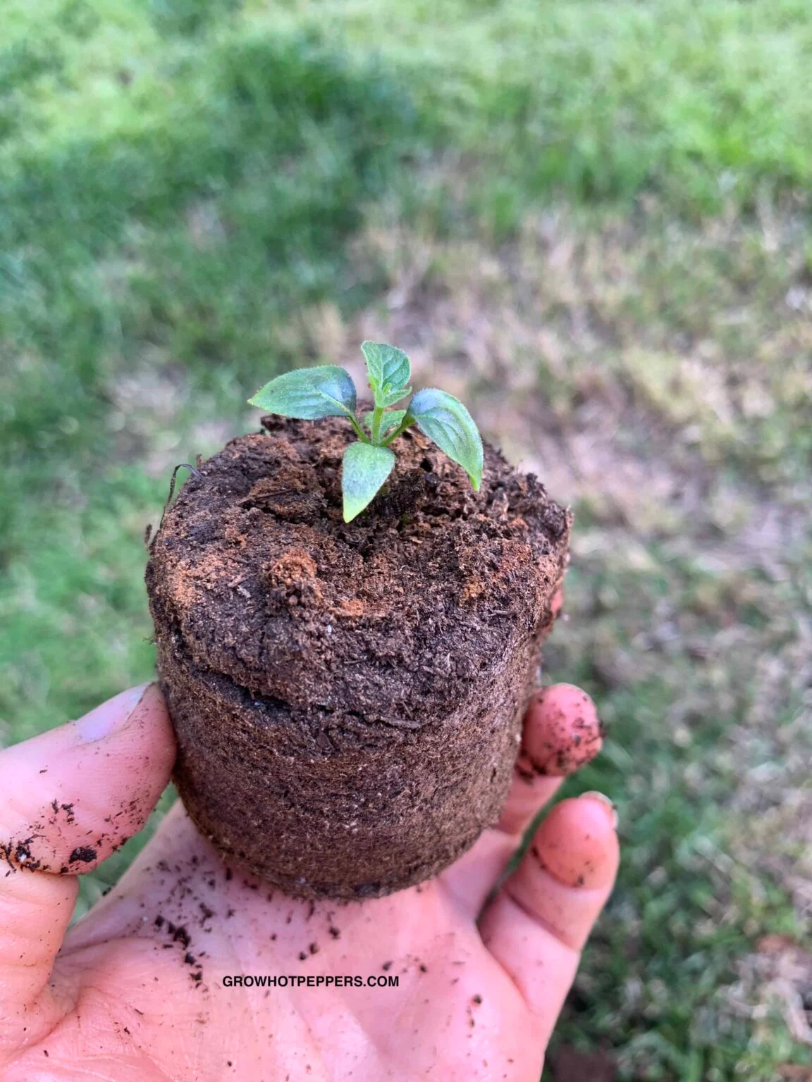 Transplant Shock
