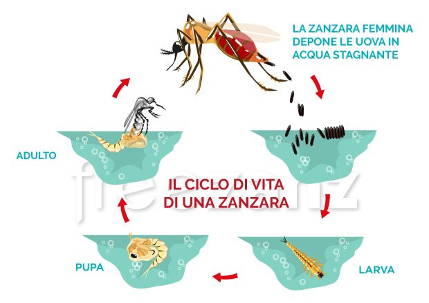il ciclo di vita della zanzara