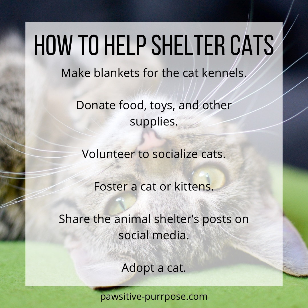 Infographic with gray tabby cat about creative ways to help shelter cats