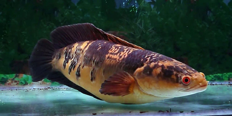 ikan channa termahal marulioides