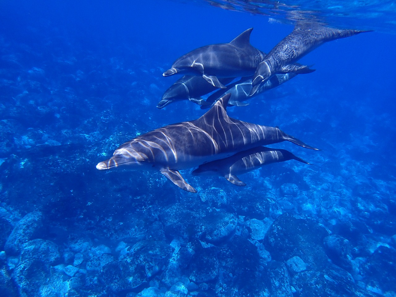 Dolphins, Costa Rica
