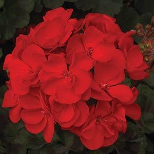 Moonlight™ Dark Red