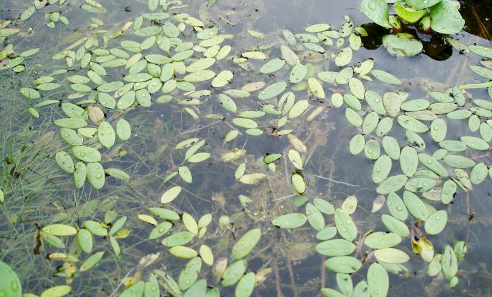 Variable pondweed