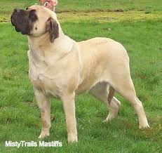 Image result for English Mastiff Dog