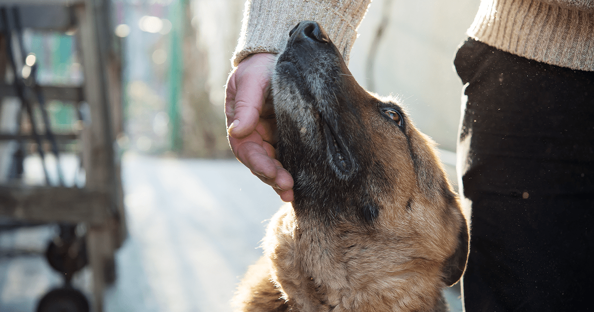 older dog looking at owner