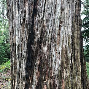 Pros and Cons of Using Stringybark as Firewood