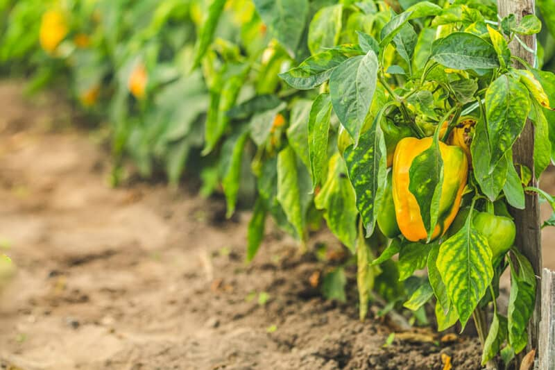 How to fix nitrogen deficiency in pepper plants