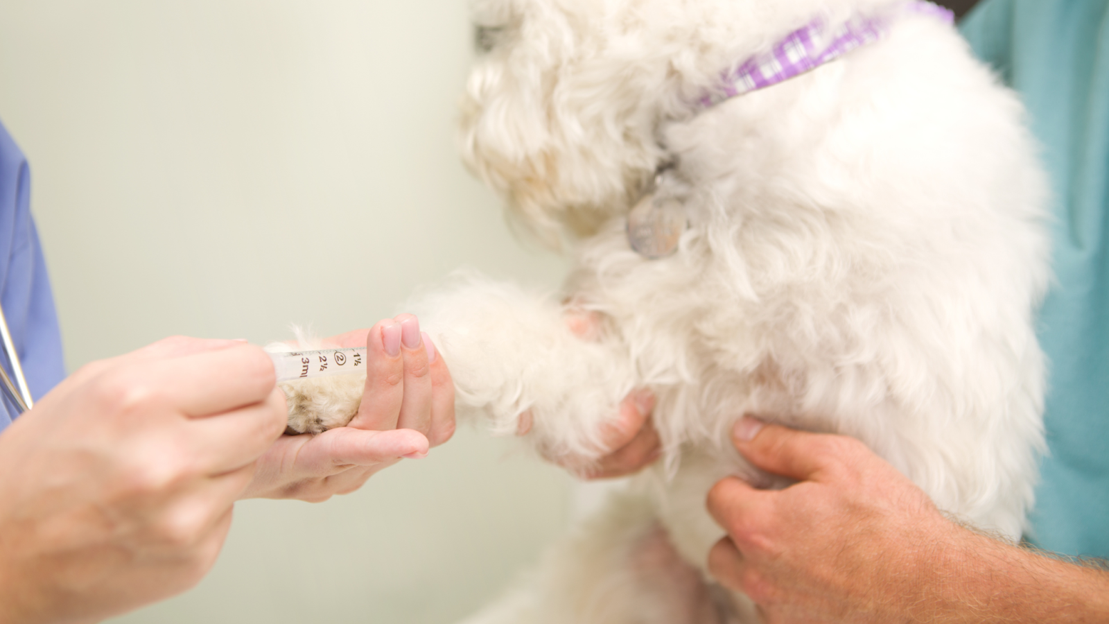 Blood testing, skin scrapings, skin allergy tests and elimination diets are some treatment options for dog allergies.