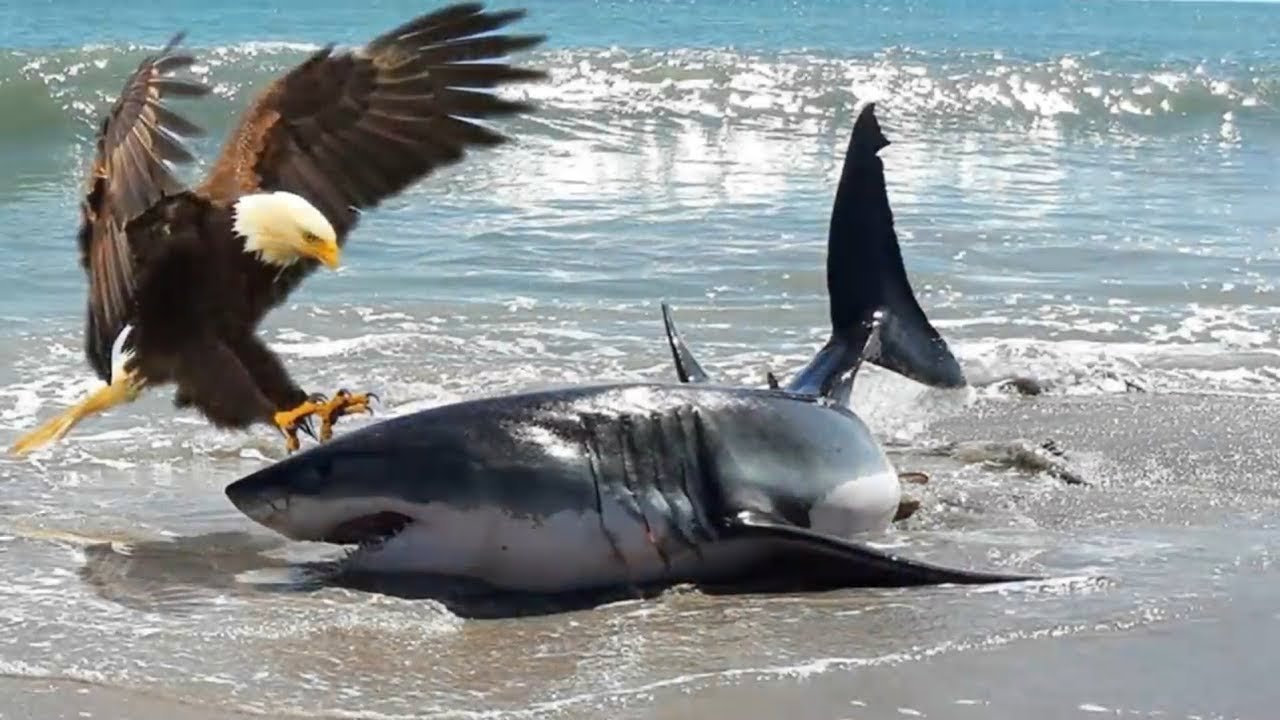Amazing an eagle kills a shark, The King of the Sky Kills the King of the  Sea!!! - YouTube