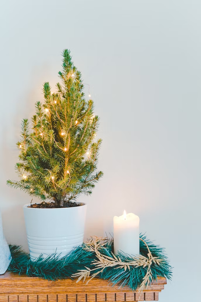 Nachhaltiger Weihnachtsbaum 💚 Ein Herz für Bäume 5