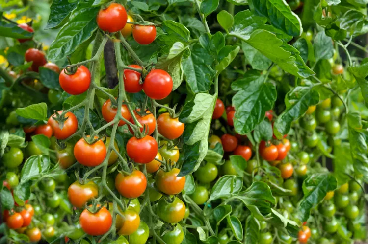Can tomato plants bear fruit more than once