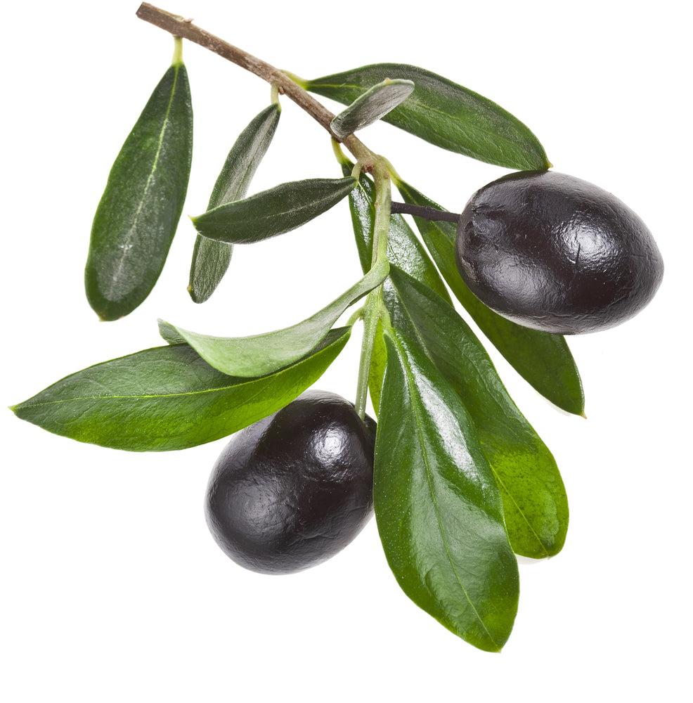 Mission Olive Tree