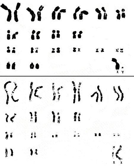 Karyotypes of Pedetes c. capensis from Hsu Benirschke, 1977.