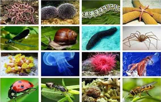 Resultado de imagen de animales invertebrados