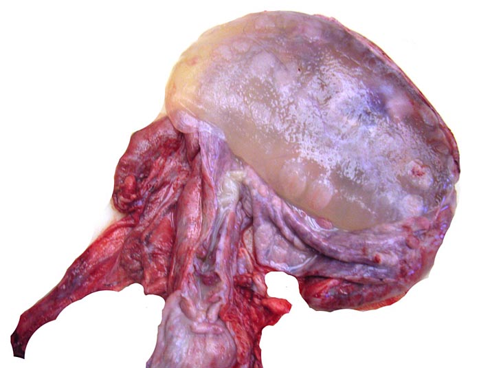 Right horn opened showing the allantoic sac.