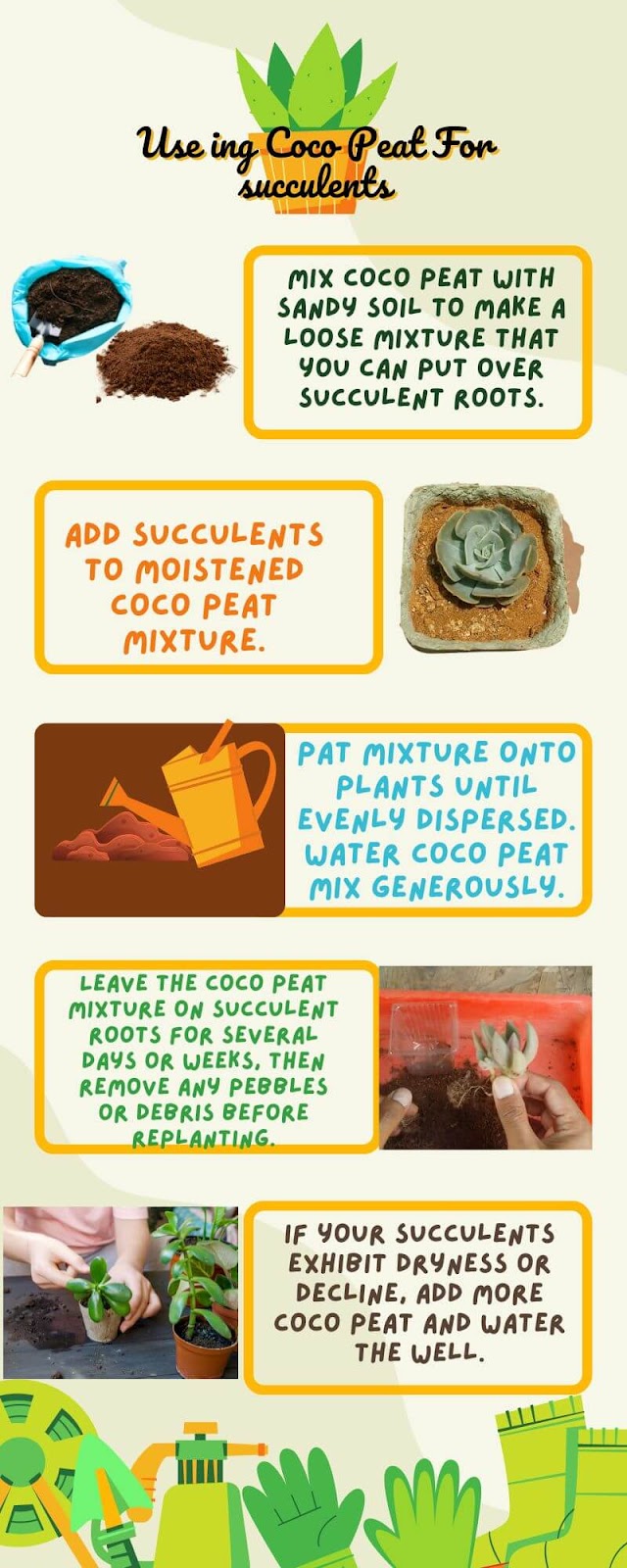 How To Use Coco Peat For succulents?