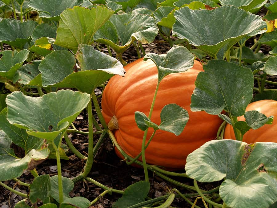 select right variety of pumpkin patches