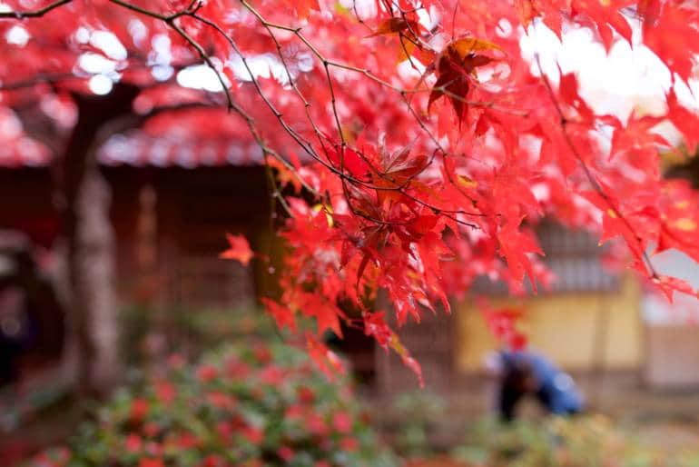 maple leaves osaka