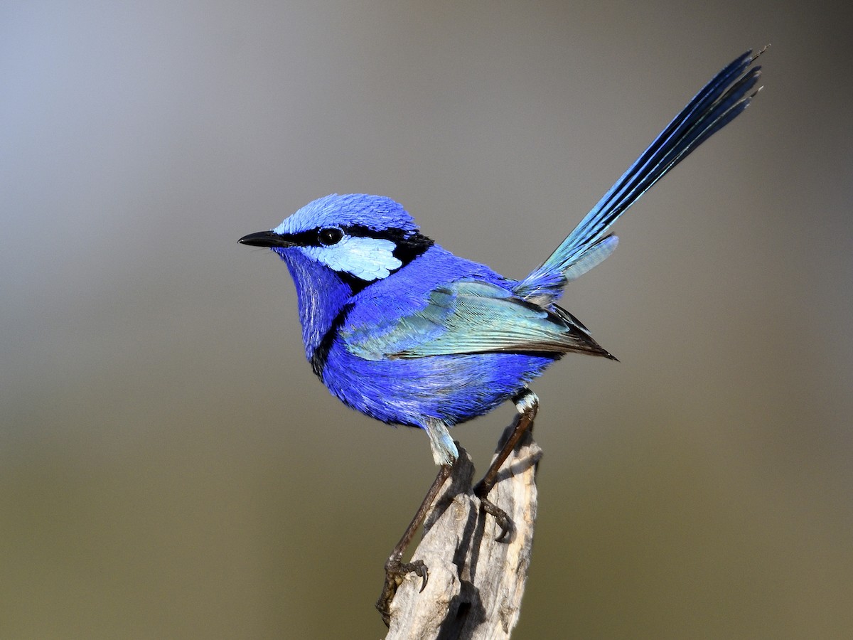 Types of Blue birds Splendid Fairywren