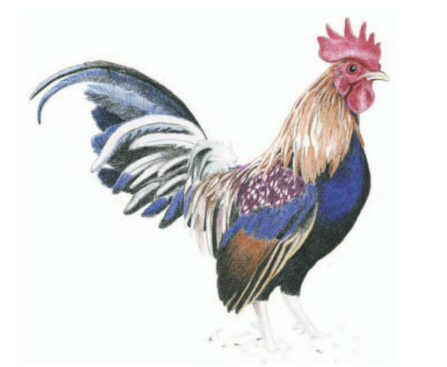 Hãy theo dõi video này để học cách vẽ con gà trống sinh động nhất. Nhà họa sĩ sẽ hướng dẫn bạn từng nét vẽ một cách tỉ mỉ và chân thật, giúp bạn tạo ra một bức tranh tuyệt vời và sống động.
