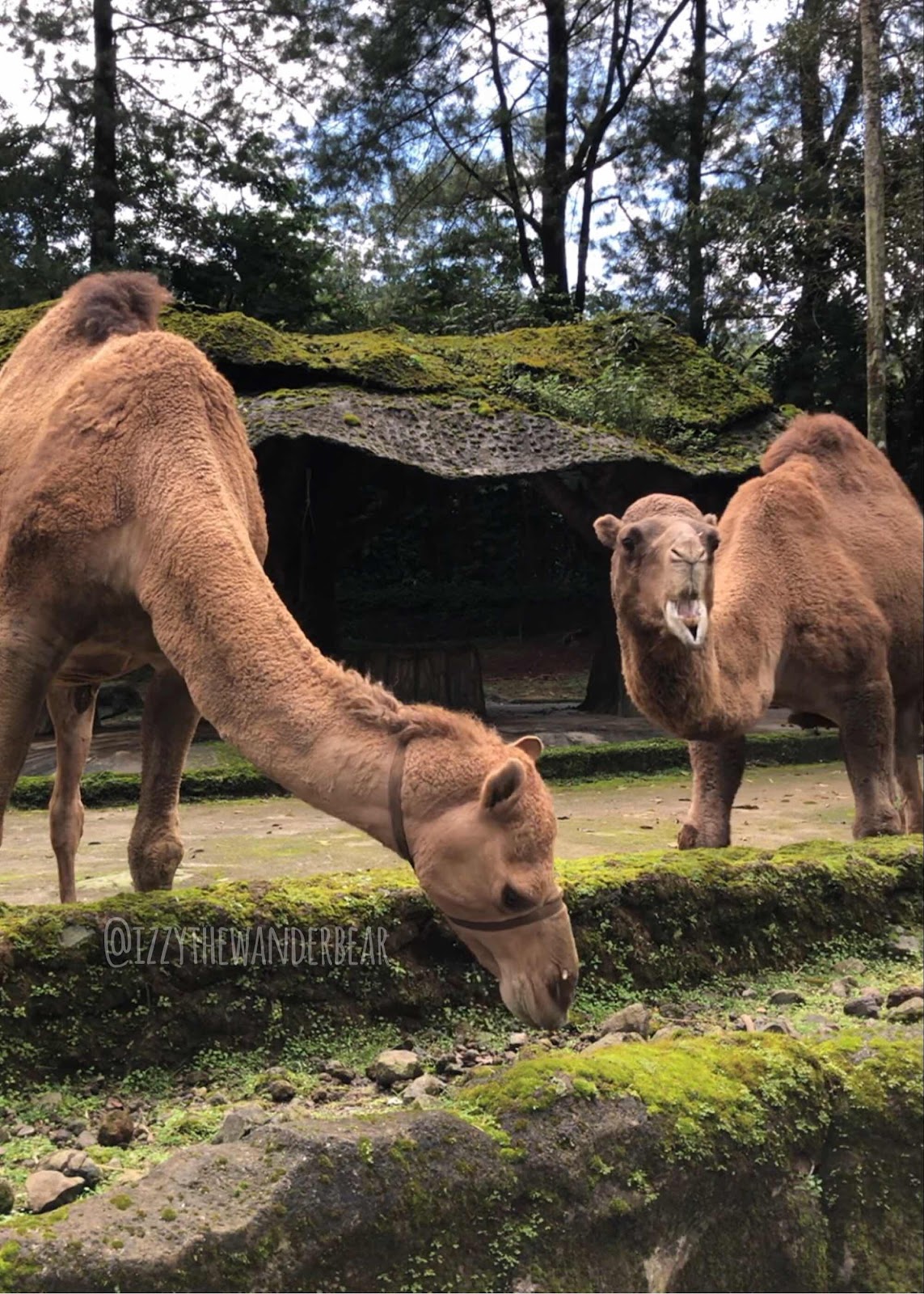 Camles at Taman Safari Indonesia