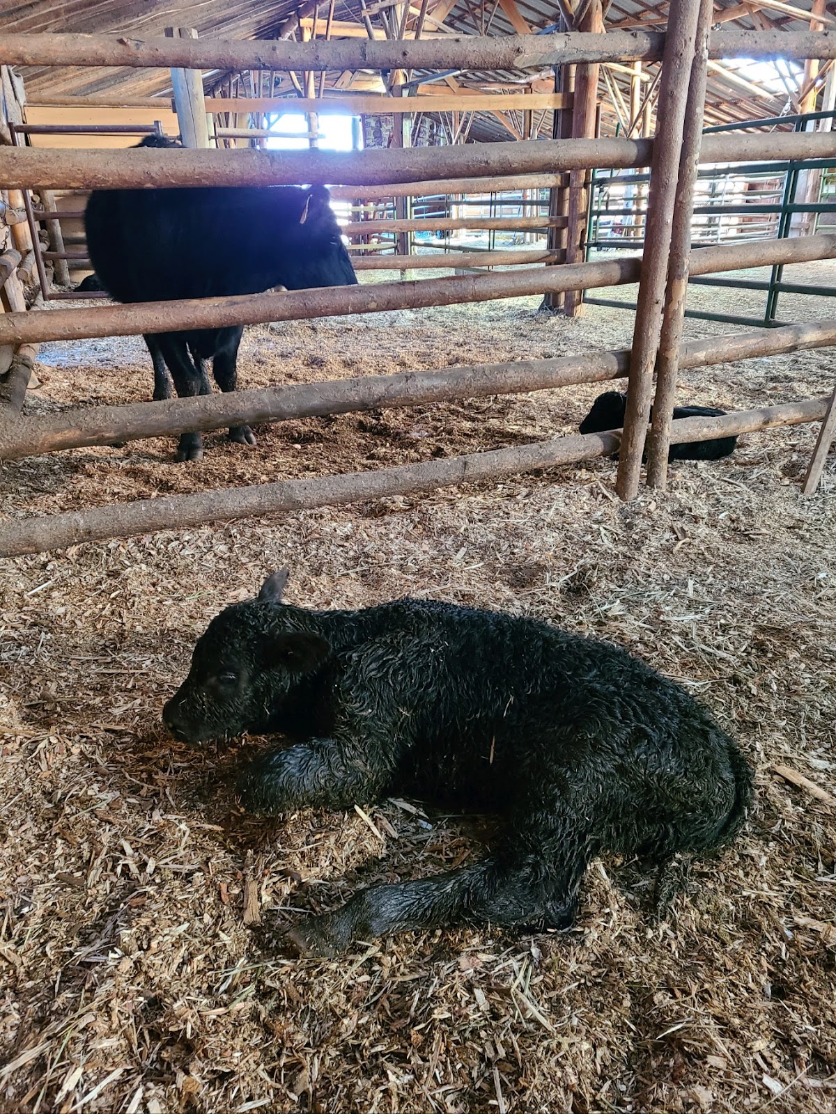 A proud mama cow looks through the fence at her new baby cow inside a large barn
