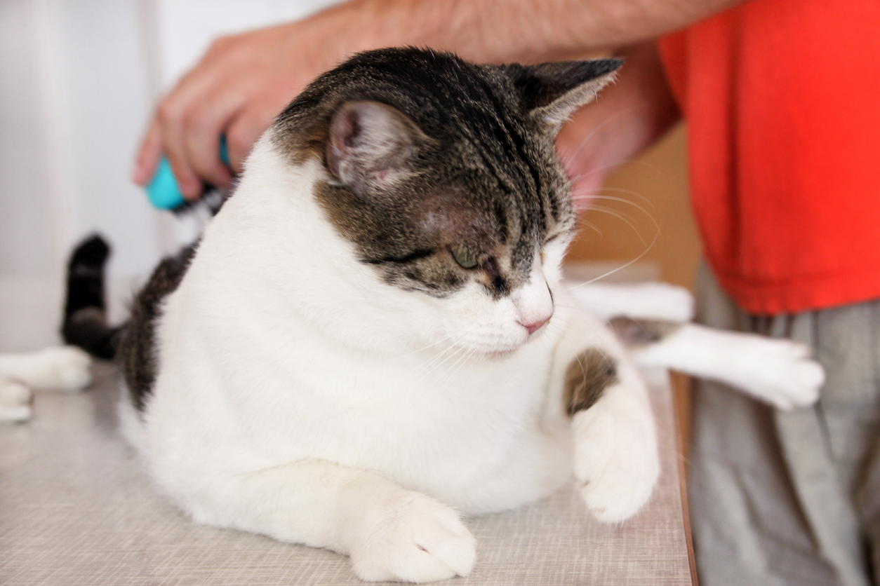 cat-leg-injury-home-treatments