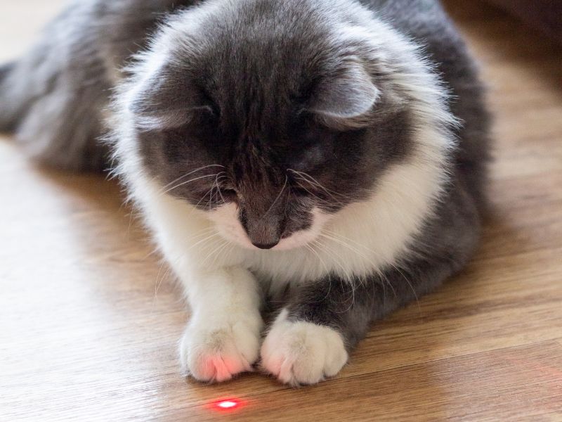 cat-with-laser-chase