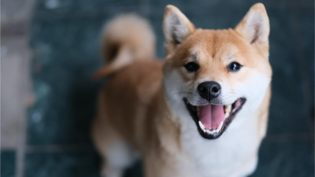 Meme Crypto Shiba Inu Skyrockets — SHIB Climbs 230% in a Week, Whale Buys 6 Trillion Tokens