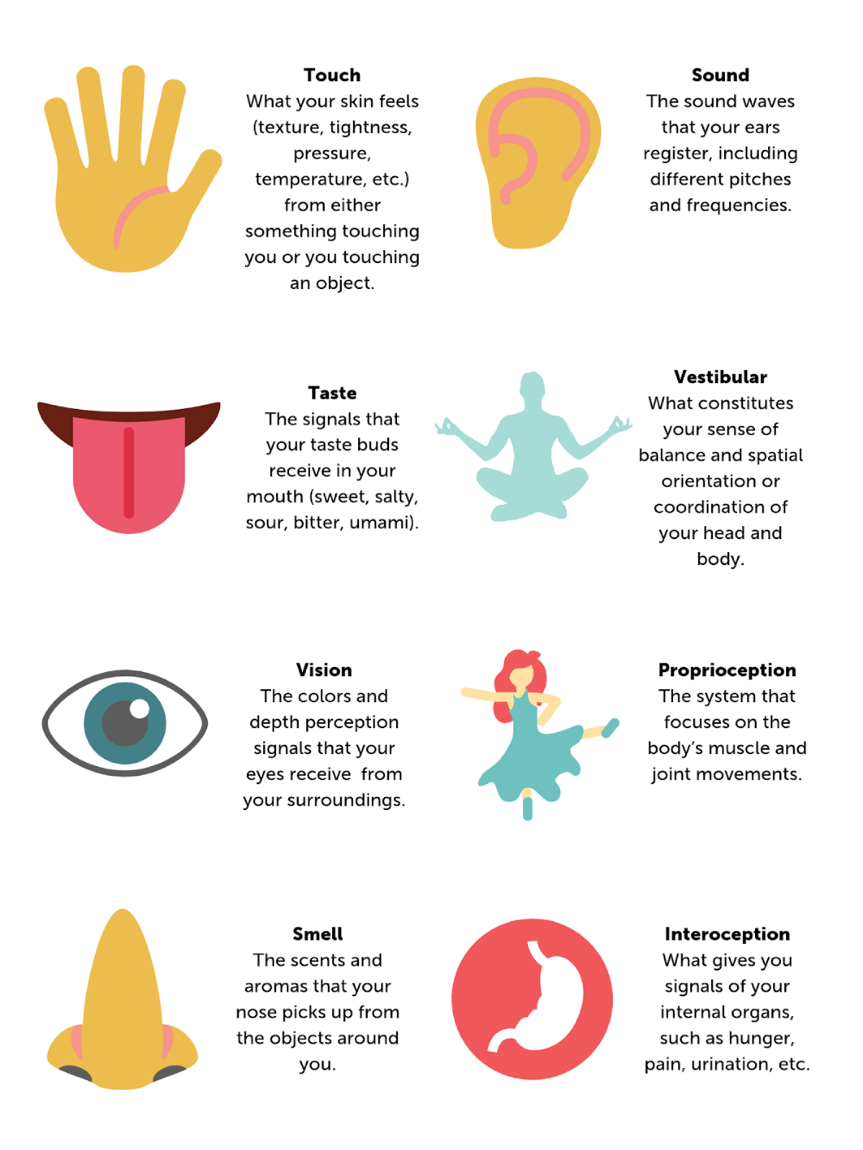 Image result for eight sensory systems infographic