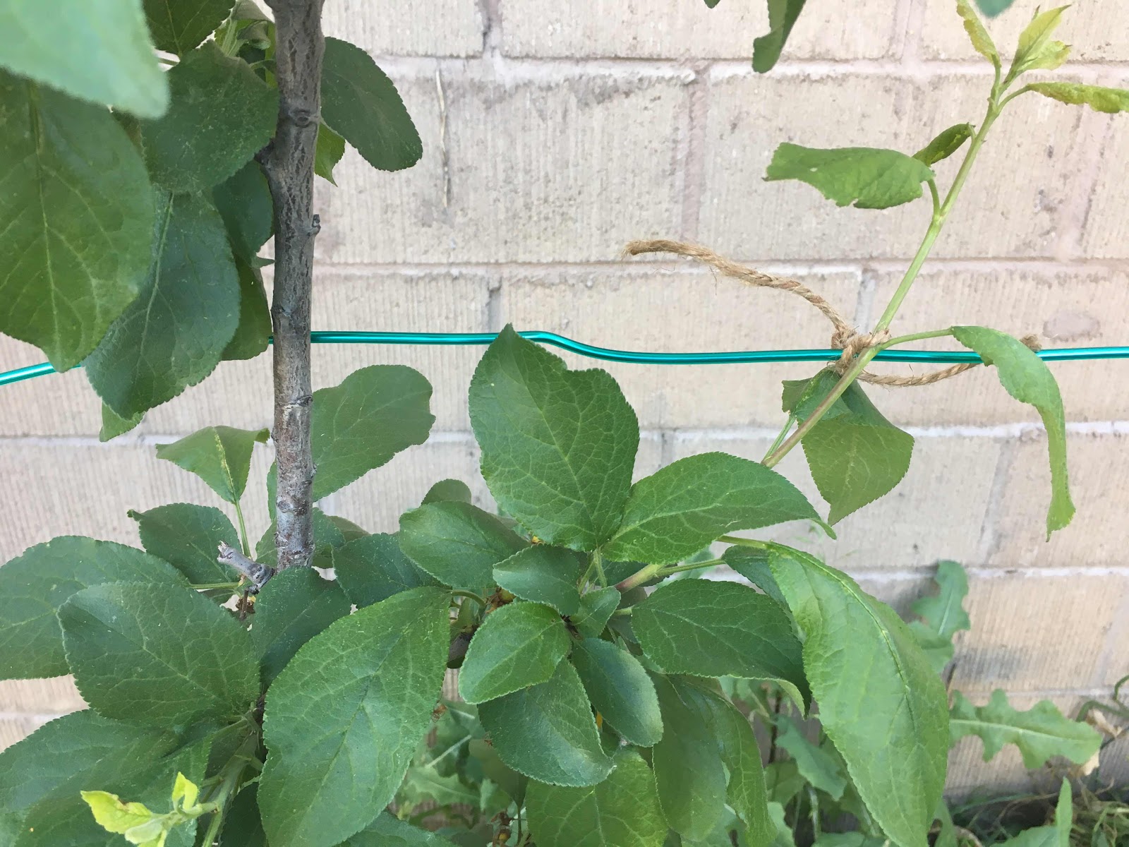 Close up of young plum branch tied to espalier wire