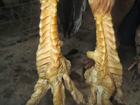 Gà cựa trống - mái vảy rồng, peru, peru lai - tổng hợp - update thường xuyên - 18