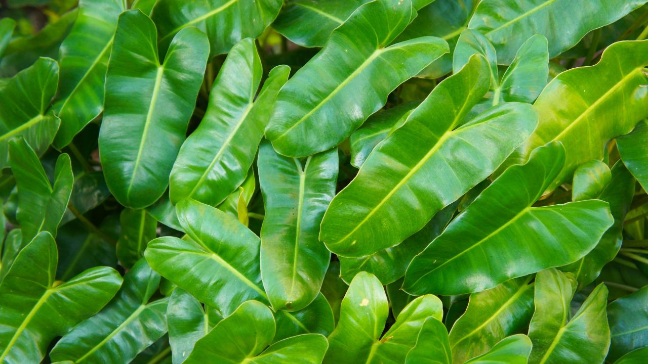 What Makes Philodendron Burle Marx Special?