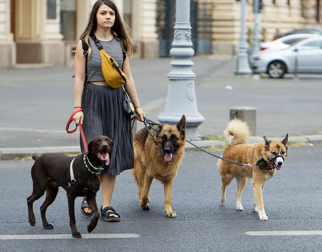 woman, dog walker, dogs