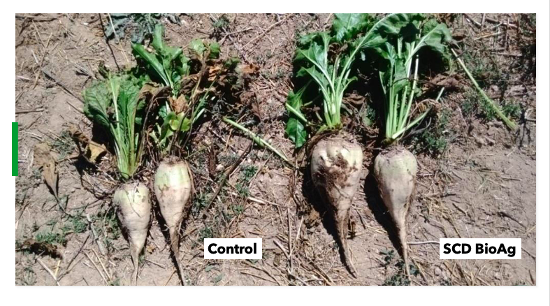 Example of Increased Sugar Beets Yield Per Acre