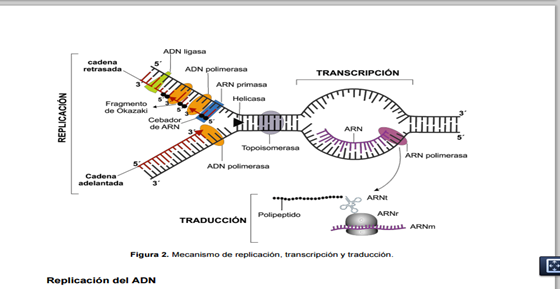 REPLICACION TRANSCRIPCION Y TRADUCCION DEL ADN EPUB
