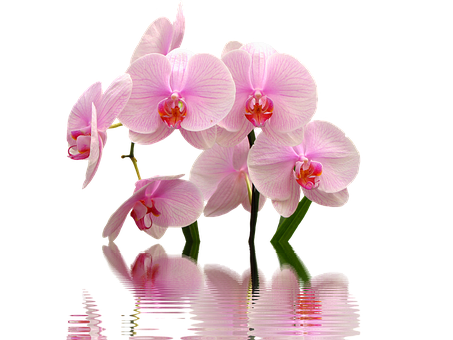 anh hoa lan dep