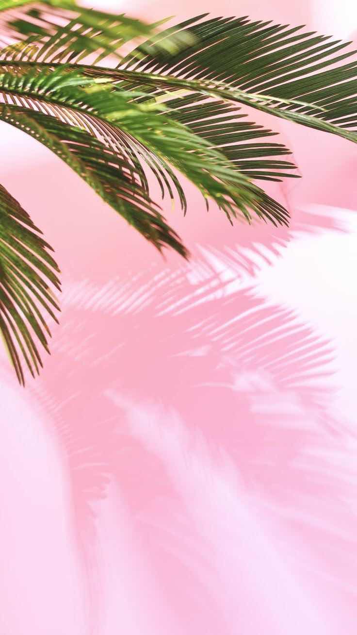 iPhone and Android Wallpapers: Pink Palm Wallpaper for iPhone and Android