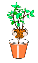 http://www.freewebs.com/khbdua/tanamsemula.gif