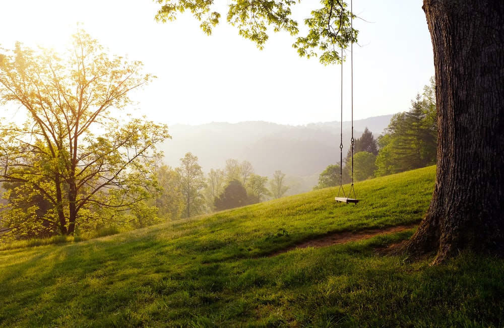 tree swing on hill during daytime