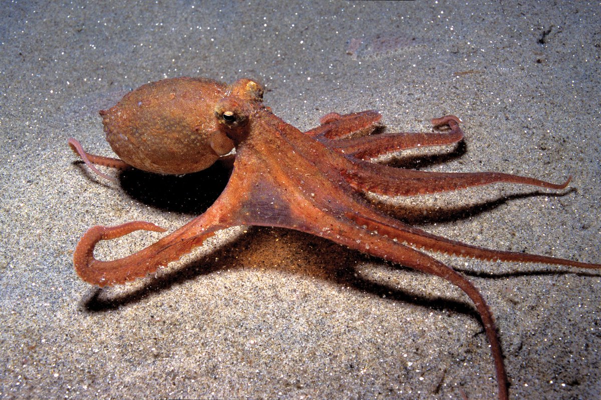 Octopus